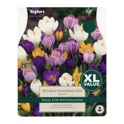 Taylors Large Flowering Mixed Crocus (50)