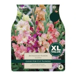Taylors Frizzled Fusion Gladioli Bulbs (30 Pack)