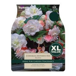 Taylors Mother's Day Begonia Bulbs (4 Pack)