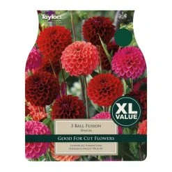 Taylors Ball Fusion Dahlia Bulbs (3 Pack)