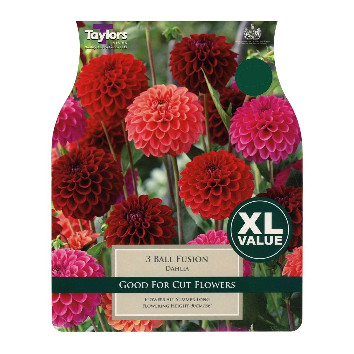 Taylors Ball Fusion Dahlia Bulbs (3 Pack) 1 Taylors Ball Fusion Dahlia Bulbs (3 Pack)