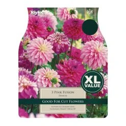 Taylors Pink Fusion Dahlia Bulbs (3 Pack)