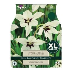 Taylors Gladiolus Callianthus - Acidanthera (60)