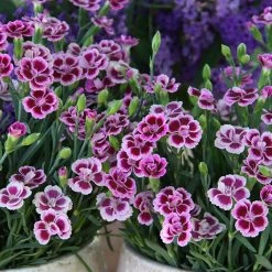 Dianthus 'Pink Kisses' -Kent &amp Stowe butik 9081042 leftoffront 1200Wx1200H