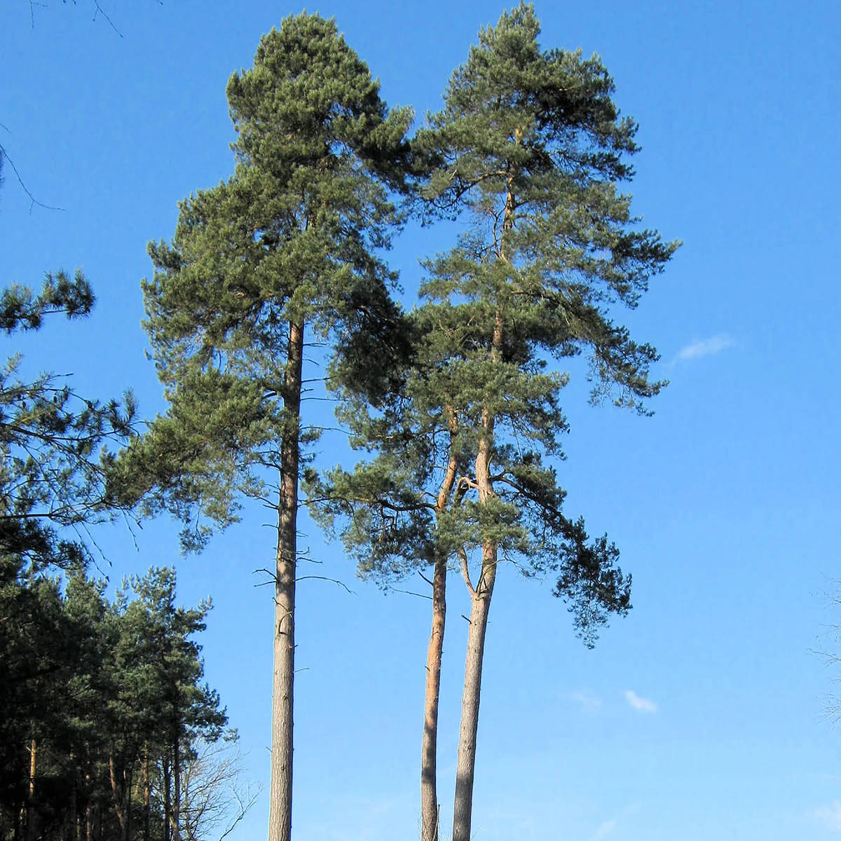 Scots Pine 1.3ft Glas Trees 1 Scots Pine 1.3ft Glas Trees
