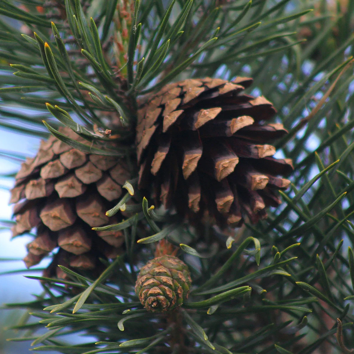 Scots Pine 1.3ft Glas Trees 2 Scots Pine 1.3ft Glas Trees - Billede 2