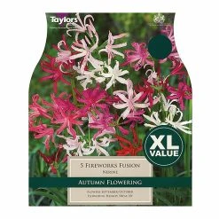 Taylors Nerine Fireworks Fusion