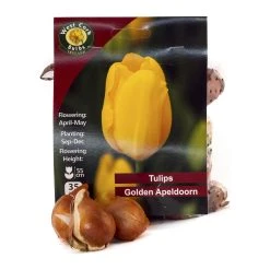 West Cork Bulbs Tulip Golden Apeldoorn 35 Bulbs