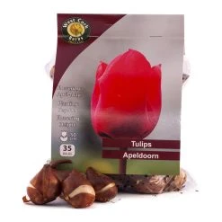 West Cork Bulbs Tulip Apeldoorn 35 Bulbs