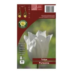 West Cork Bulbs Tulip Purissima 35 Bulbs