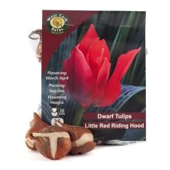 West Cork Bulbs Tulip Little Red Riding Hood 35 Bulbs