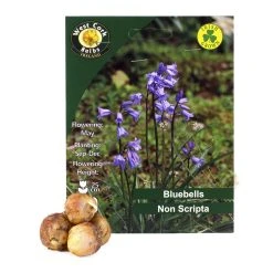 West Cork Bulbs Bluebells Non Scripta 35 Bulbs