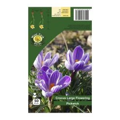 West Cork Bulbs Crocus Pickwick 50 Bulbs