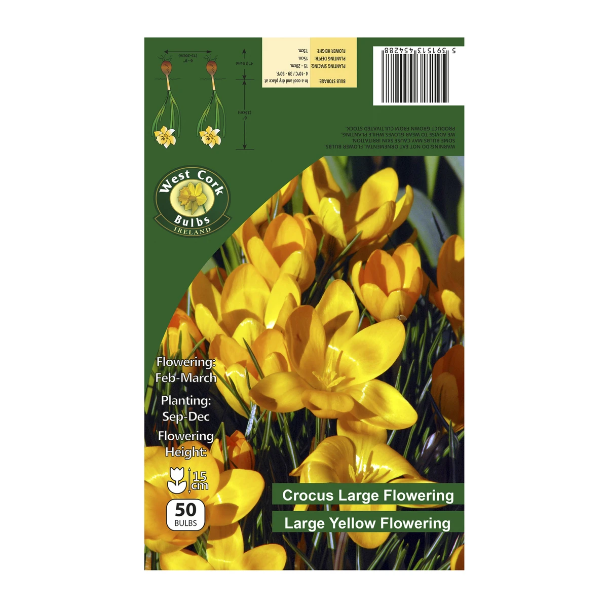 West Cork Bulbs Crocus Large Yellow Flowering 50 Bulbs 1 West Cork Bulbs Crocus Large Yellow Flowering 50 Bulbs