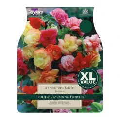 Taylors Spendide Begonias Mixed (4 Pack)