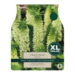 Taylors Eucomis Autumnalis White Dwarf Bulbs (5 Pack)