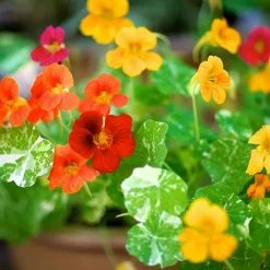 Unwins Seed Nasturtium Alaska Mix -Kent &amp Stowe butik 9090762 back 1200Wx1200H