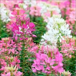 Suttons Seeds Suttons Seed Cleome Fireworks Mix