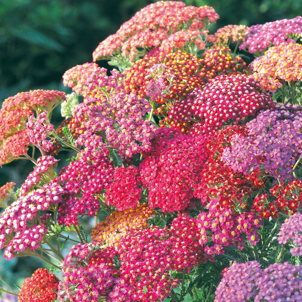 Suttons Seeds Achillea - Summer Berries 1 Suttons Seeds Achillea - Summer Berries