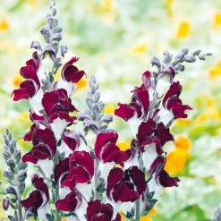 Suttons Seeds Antirrhinum - Day And Night