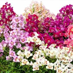 Suttons Seeds Suttons Seed Antirrh F1 Antiquity S/Set Mix