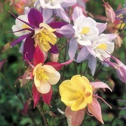 Suttons Seeds Suttons Seed Aquilegia Pretty Bonnet Mix