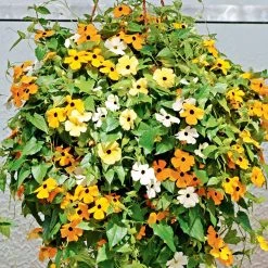 Suttons Seeds Suttons Seed Black-Eyed Susie