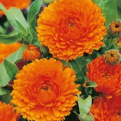 Suttons Seeds Suttons Seed Calendula Orange King