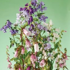 Suttons Seeds Suttons Seed Campanula Cot Garden Mix