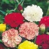 Suttons Seeds Carnation - Chabaud Giant Mix