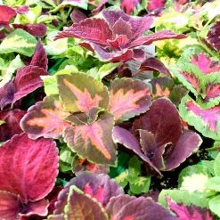Suttons Seeds Coleus - Rainbow Mix