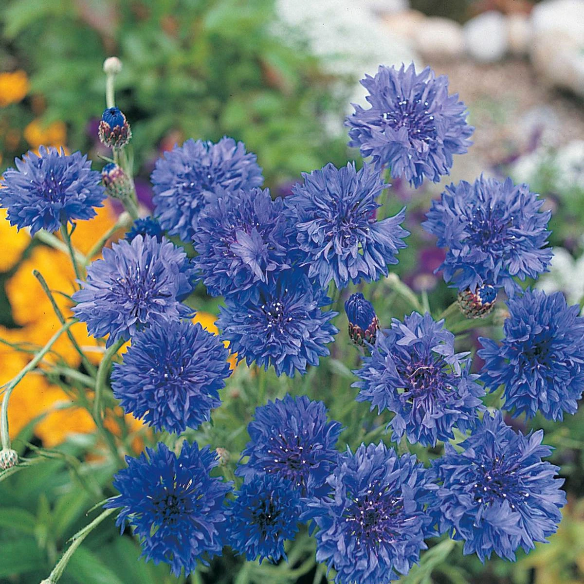 Suttons Seeds Cornflower - Blue Diadem 1 Suttons Seeds Cornflower - Blue Diadem
