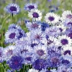 Suttons Seeds Cornflower - Classic Fantastic