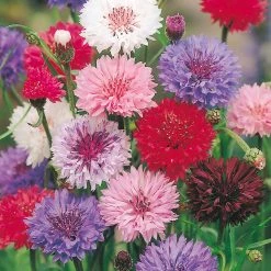 Suttons Seeds Suttons Seed Cornflower Polka Dot Mix