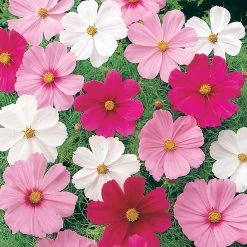 Suttons Seeds Suttons Seed Cosmea Sonata Dwarf Mix -Kent &amp Stowe butik 9091774 rightoffront 1200Wx1200H
