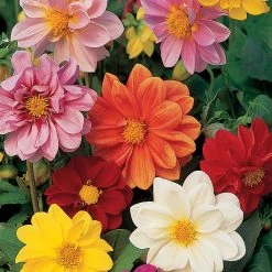 Suttons Seeds Dahlia - Disco Dancer Mix