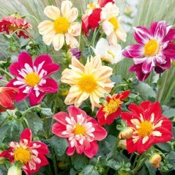 Suttons Seeds Suttons Seed Dahlia Yankee Doodle Dandy