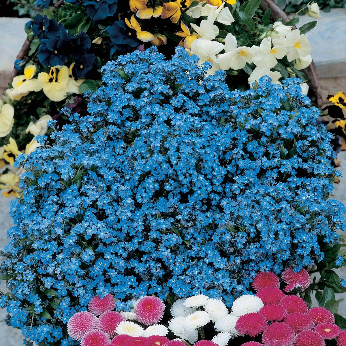 Suttons Seeds Forget-Me-Not - Spring Symphony Blue 1 Suttons Seeds Forget-Me-Not - Spring Symphony Blue