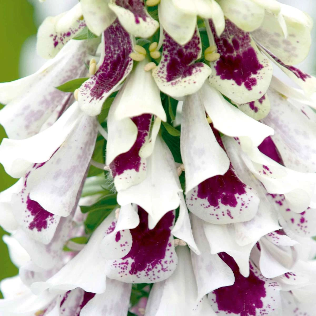 Suttons Seeds Foxglove - Pams Split 1 Suttons Seeds Foxglove - Pams Split