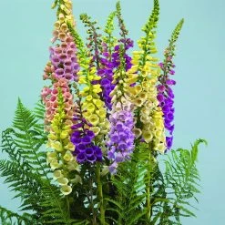 Suttons Seeds Suttons Seed Foxglove Digitalis Speckled Spires Mix