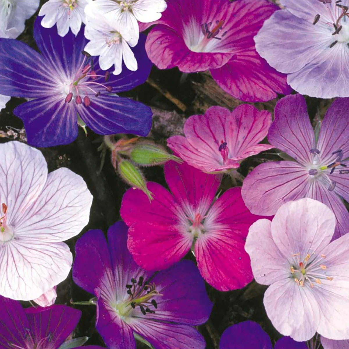 Suttons Seeds Suttons Seed Geranium Hardy Mix 2 Suttons Seeds Suttons Seed Geranium Hardy Mix - Billede 2