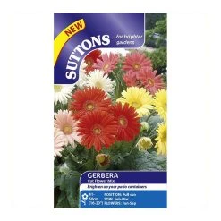 Suttons Seeds Suttons Seed Gerbera Cut Flower Mix -Kent &amp Stowe butik 9091797 leftoffront 1200Wx1200H