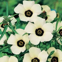 Suttons Seeds Hibiscus - Simply Love