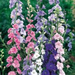 Suttons Seeds Suttons Seed Larkspur Little Rocket Mix