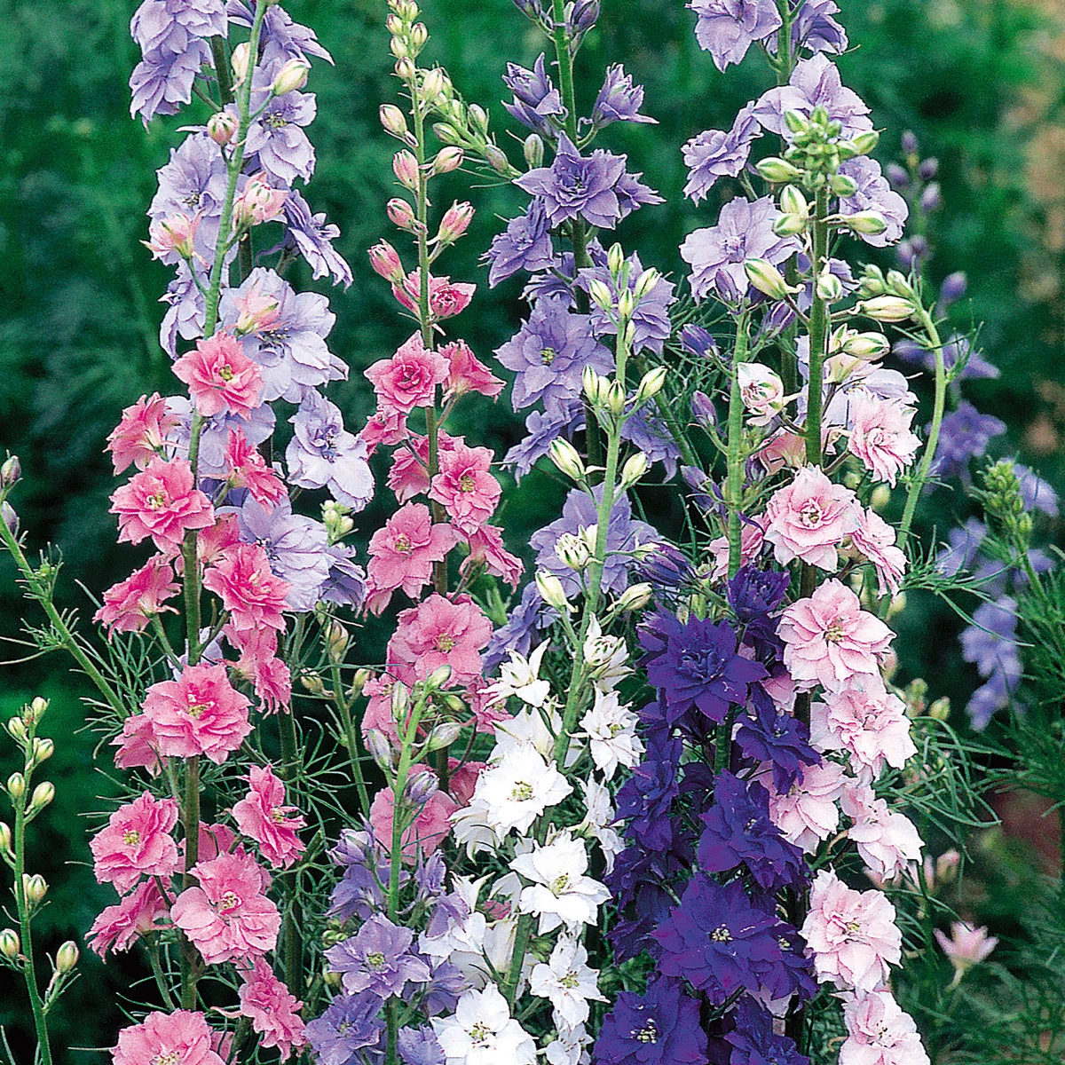 Suttons Seeds Suttons Seed Larkspur Little Rocket Mix 1 Suttons Seeds Suttons Seed Larkspur Little Rocket Mix