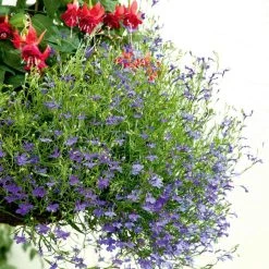 Suttons Seeds Lobelia - Monsoon