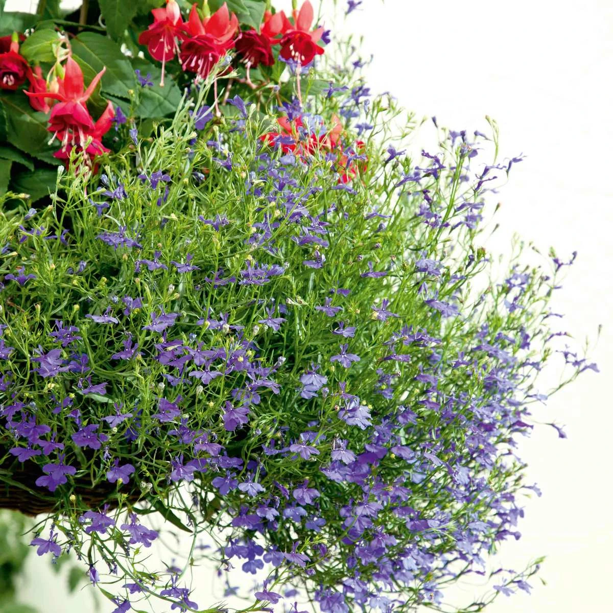 Suttons Seeds Lobelia - Monsoon 1 Suttons Seeds Lobelia - Monsoon