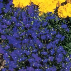 Suttons Seeds Lobelia - Crystal Palace