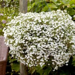 Suttons Seeds - Lobelia Cascade White