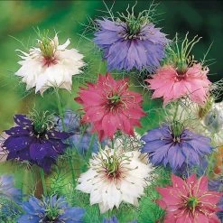 Suttons Seeds Love In A Mist Nigella Persian Jewels Mix
